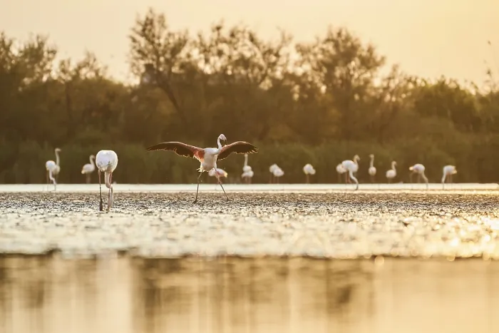 Framed Print : Greater Flamingo (Phoenicopterus roseus)