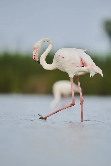 Framed Print : Greater Flamingo (Phoenicopterus roseus) Framed Print : Greater Flamingo (Phoenicopterus roseus)