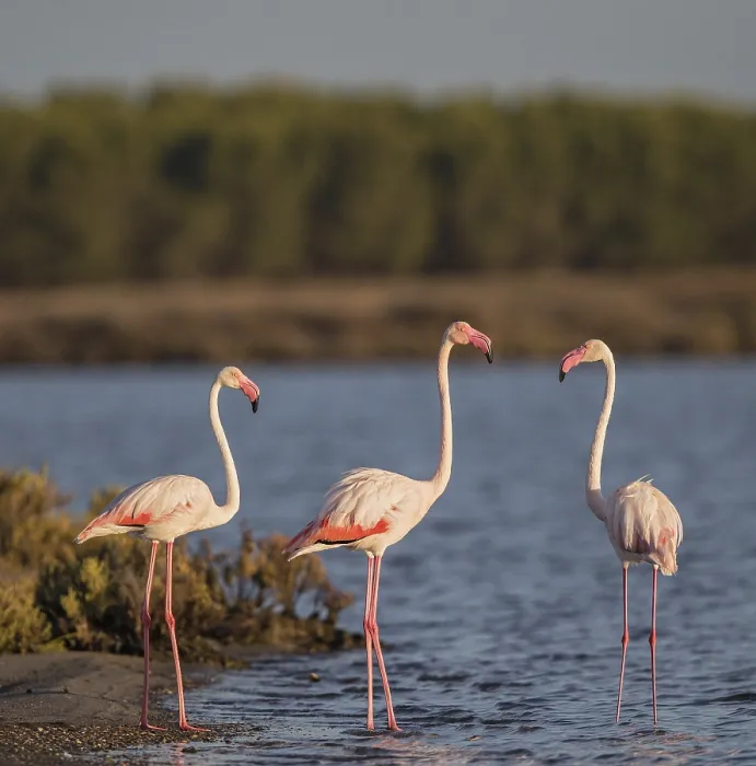 Framed Print : Greater Flamingo (Phoenicopterus roseus) Framed Print : Greater Flamingo (Phoenicopterus roseus)
