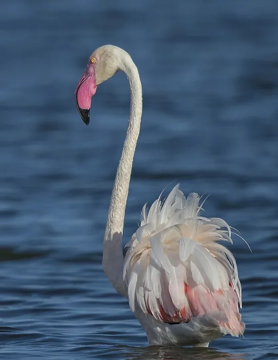 Framed Print : Greater Flamingo (Phoenicopterus roseus)