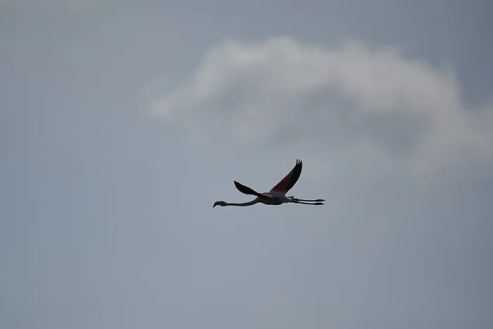 Framed Print : Greater Flamingo (Phoenicopterus roseus)