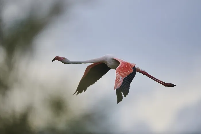 Framed Print : Greater Flamingo (Phoenicopterus roseus)