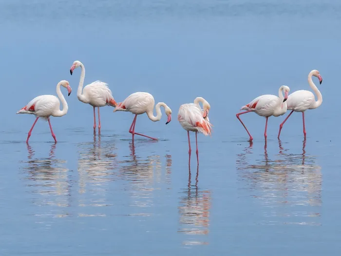 Framed Print : Greater Flamingo (Phoenicopterus roseus) Framed Print : Greater Flamingo (Phoenicopterus roseus)
