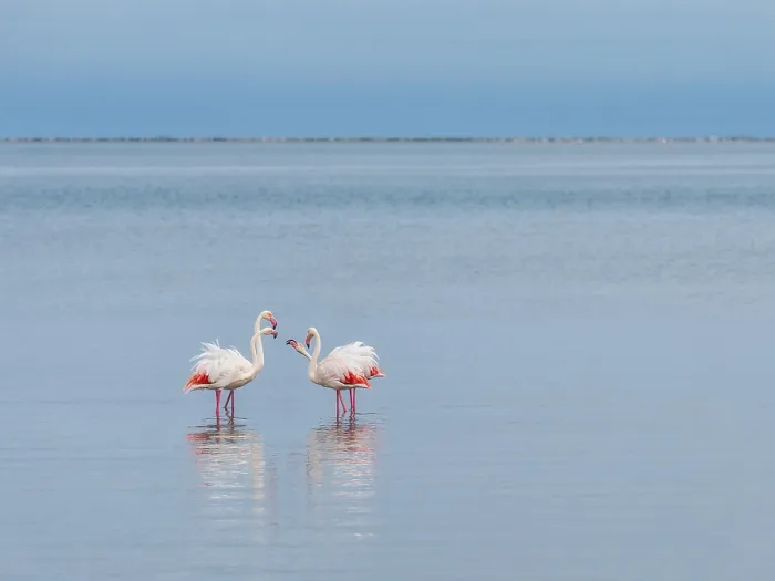 Framed Print : Greater Flamingo (Phoenicopterus roseus)