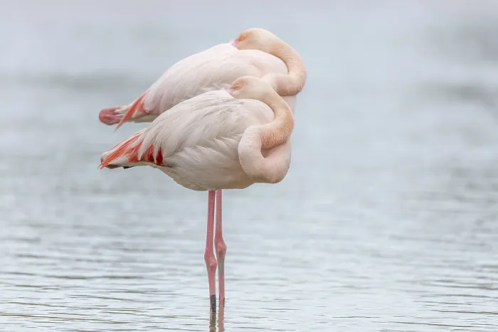 Framed Print : Greater Flamingo (Phoenicopterus roseus) couple resting in a swamp in spring