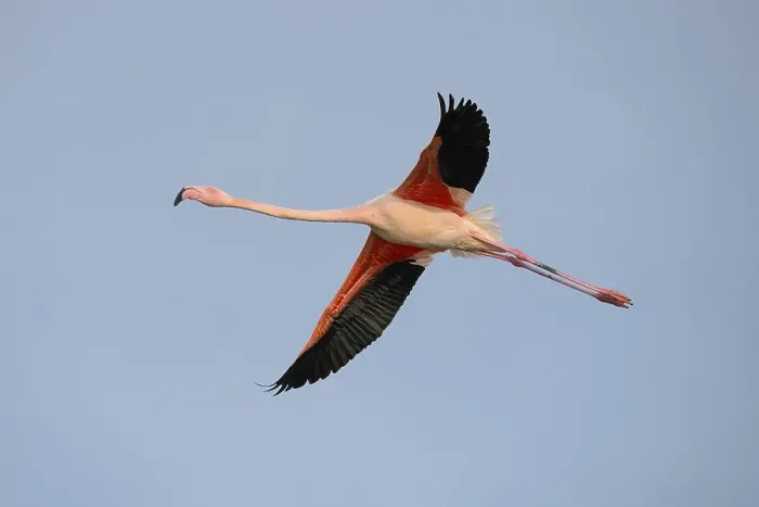Framed Print : Greater flamingo (Phoenicopterus roseus) in flight