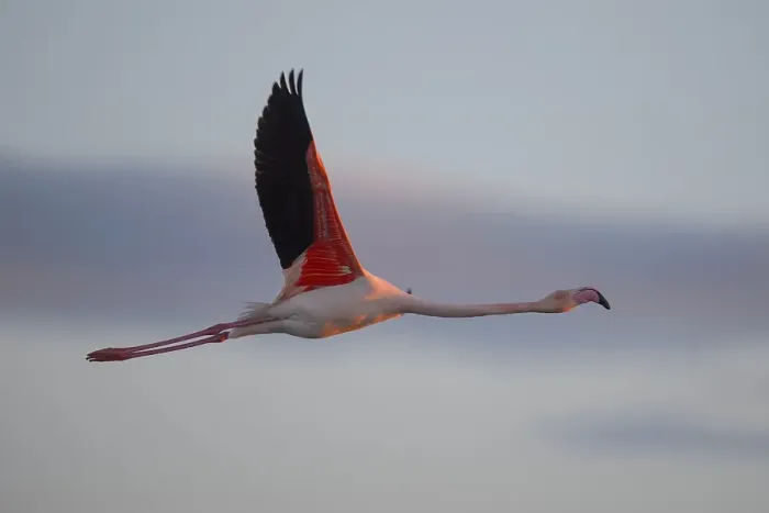 Framed Print : Greater flamingo (Phoenicopterus roseus) flying Framed Print : Greater flamingo (Phoenicopterus roseus) flying
