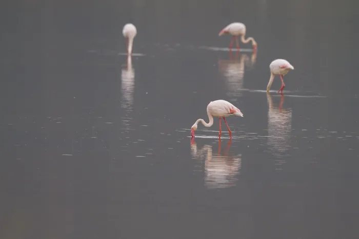Framed Print : Greater Flamingo (Phoenicopterus roseus) foraging