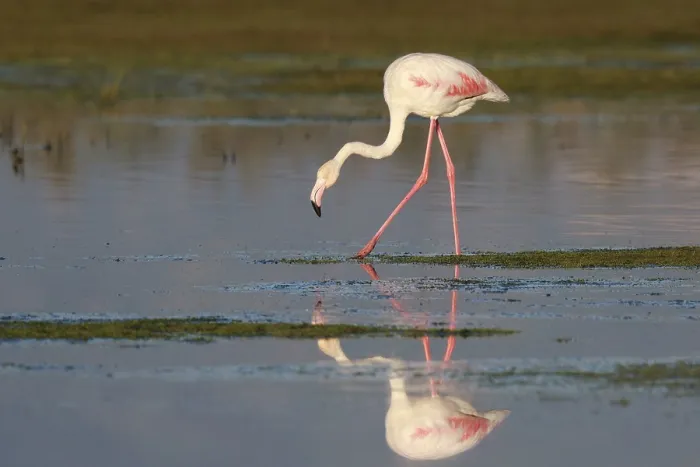 Framed Print : Greater Flamingo (Phoenicopterus roseus) foraging in shallow water