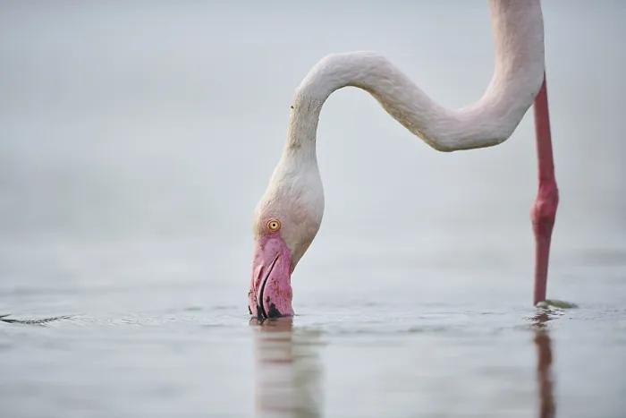 Framed Print : Greater Flamingo (Phoenicopterus roseus) standing in the water