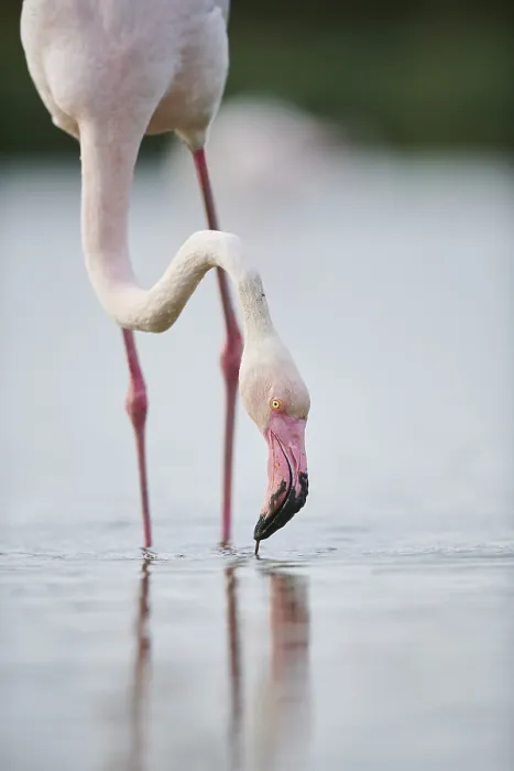 Framed Print : Greater Flamingo (Phoenicopterus roseus) standing in the water Framed Print : Greater Flamingo (Phoenicopterus roseus) standing in the water