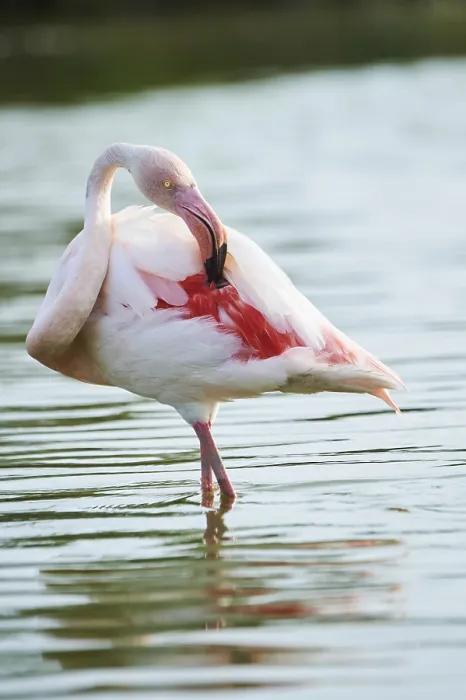 Framed Print : Greater Flamingo (Phoenicopterus roseus) standing in the water