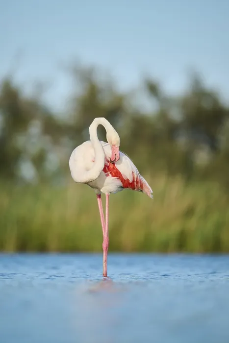 Framed Print : Greater Flamingo (Phoenicopterus roseus) standing in the water Framed Print : Greater Flamingo (Phoenicopterus roseus) standing in the water