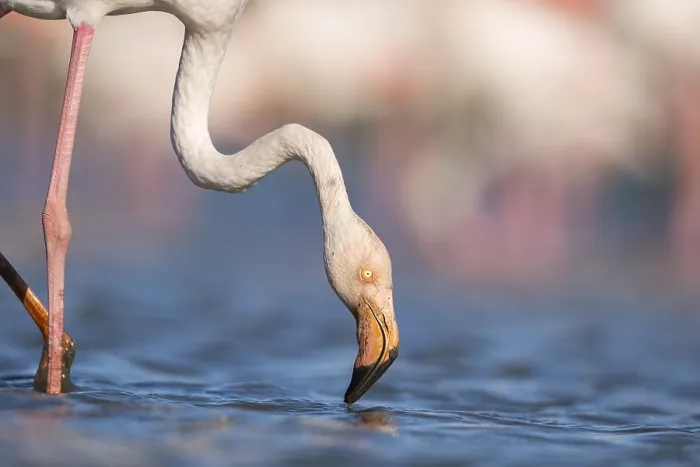 Framed Print : Greater Flamingo (Phoenicopterus roseus) standing in the water Framed Print : Greater Flamingo (Phoenicopterus roseus) standing in the water