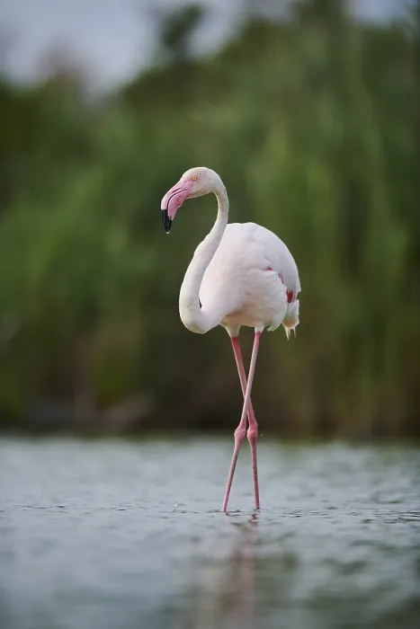 Framed Print : Greater Flamingo (Phoenicopterus roseus) walking in the water