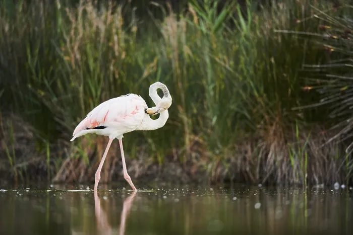 Framed Print : Greater Flamingo (Phoenicopterus roseus) walking in the water