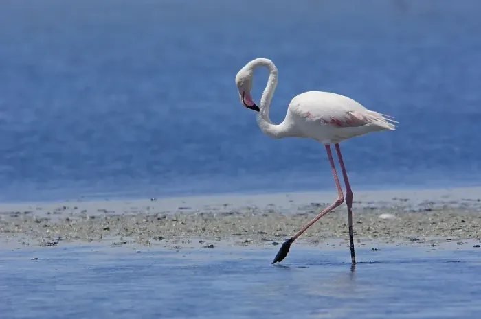 Framed Print : Greater Flamingo (Phoenicopterus ruber) Framed Print : Greater Flamingo (Phoenicopterus ruber)