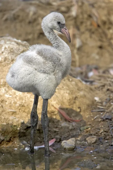 Framed Print : Greater Flamingo (Phoenicopterus ruber roseus)