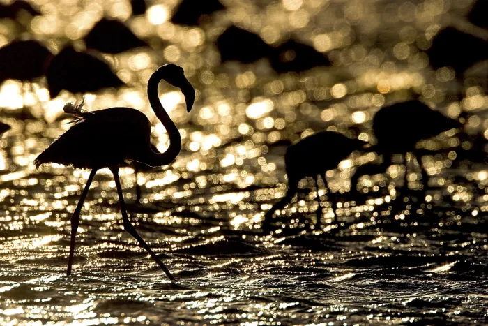 Framed Print : Greater Flamingo (Phoenicopterus ruber roseus)