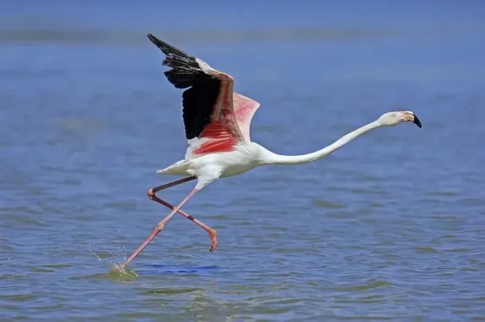 Framed Print : Greater Flamingo (Phoenicopterus ruber roseus) taking flight Framed Print : Greater Flamingo (Phoenicopterus ruber roseus) taking flight