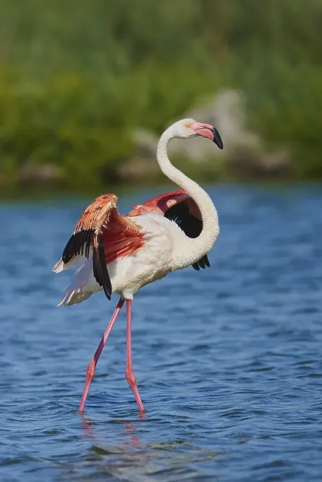 Framed Print : Greater Flamingos (Phoenicopterus roseus) Framed Print : Greater Flamingos (Phoenicopterus roseus)
