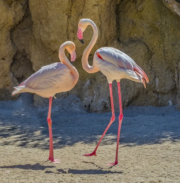 Framed Print : Greater Flamingos (Phoenicopterus roseus) Framed Print : Greater Flamingos (Phoenicopterus roseus)