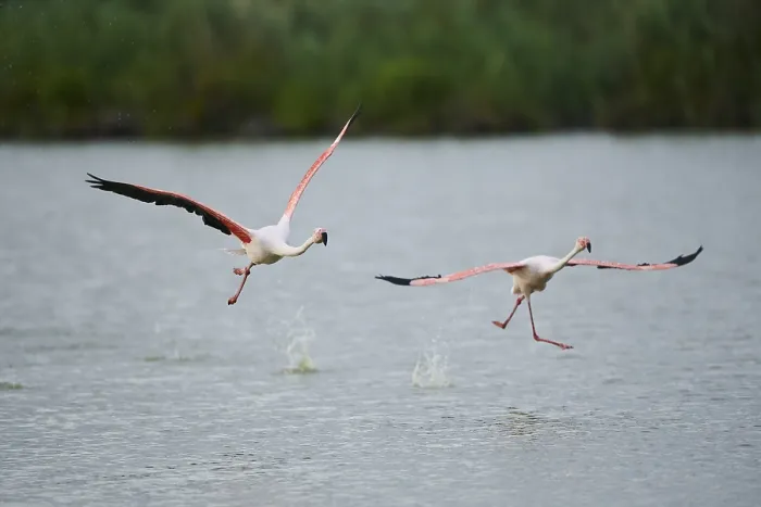 Framed Print : Greater Flamingos (Phoenicopterus roseus)