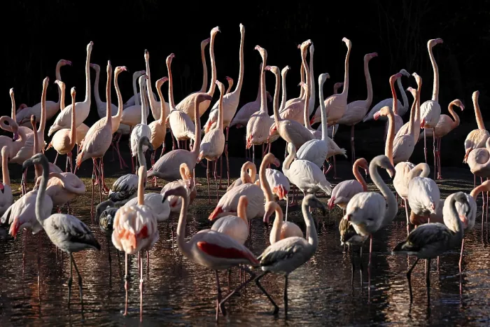 Framed Print : Greater flamingos (Phoenicopterus roseus) captive