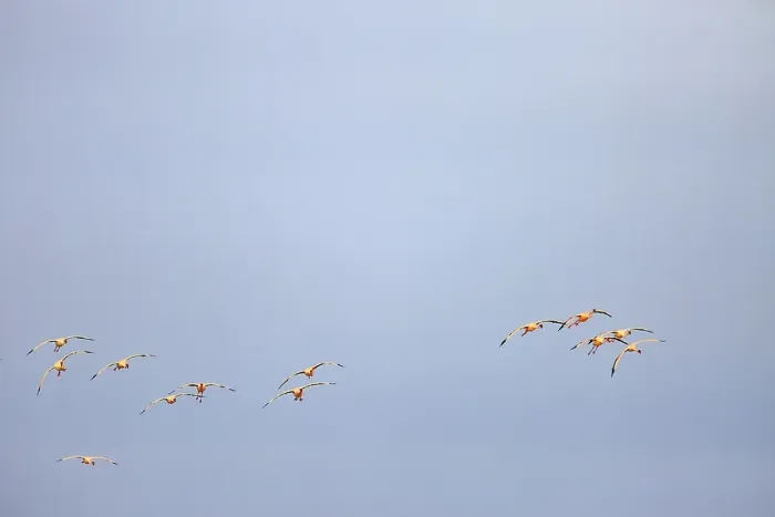 Framed Print : Greater flamingos (Phoenicopterus roseus) in flight Framed Print : Greater flamingos (Phoenicopterus roseus) in flight