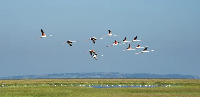 Framed Print : Greater flamingos (Phoenicopterus roseus) in flight Framed Print : Greater flamingos (Phoenicopterus roseus) in flight