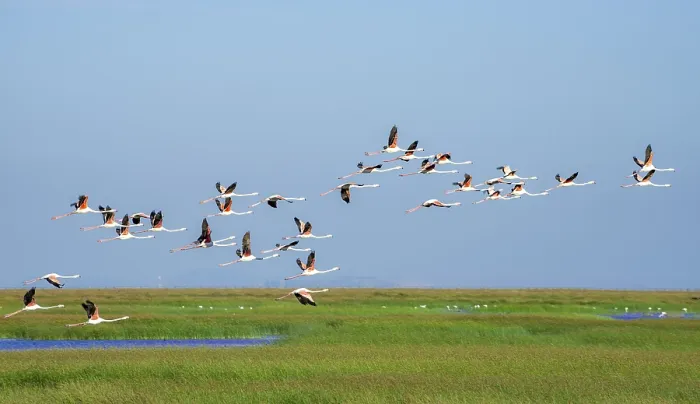 Framed Print : Greater flamingos (Phoenicopterus roseus) in flight Framed Print : Greater flamingos (Phoenicopterus roseus) in flight