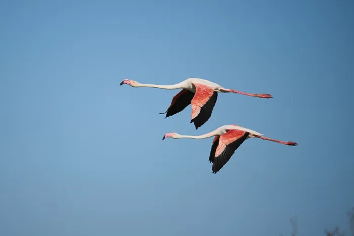 Framed Print : Greater Flamingos (Phoenicopterus roseus) flying in the sky