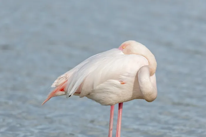 Framed Print : Greater Flamingos (Phoenicopterus roseus) sleeping in a swamp in spring