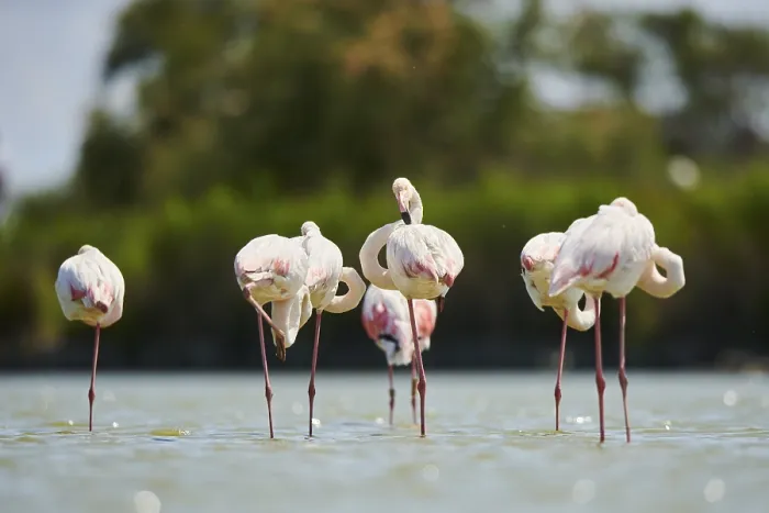 Framed Print : Greater Flamingos (Phoenicopterus roseus) standing in the water