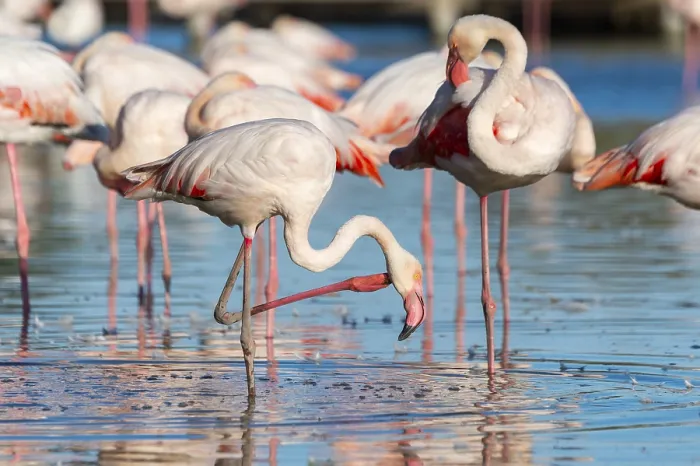 Framed Print : Greater Flamingos (Phoenicopterus roseus) standing in the water