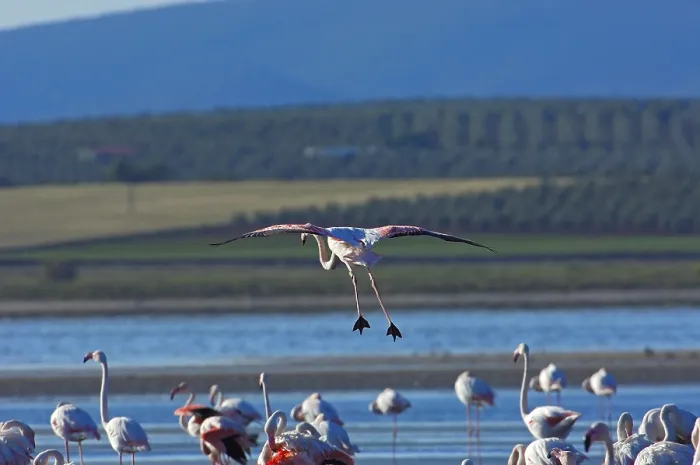 Framed Print : Greater Flamingos (Phoenicopterus ruber)