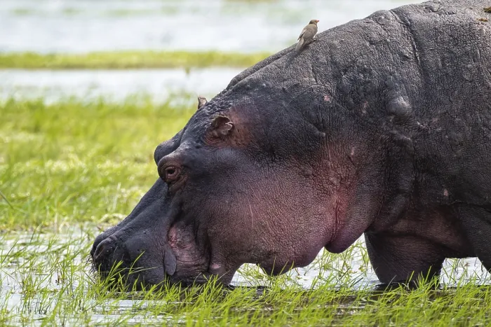 Framed Print : Greater hippopotamus (Hippopatamus amphibius)