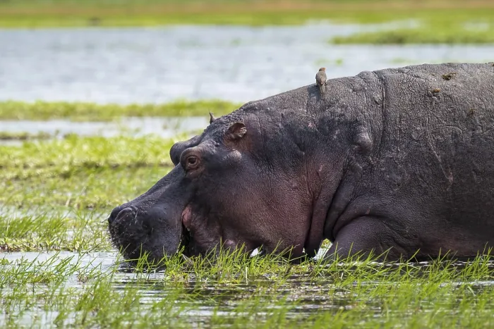 Framed Print : Greater hippopotamus (Hippopatamus amphibius)
