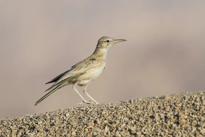 Framed Print : Greater Hoopoe-Lark (Alaemon alaudipes) juvenile perched on the ground