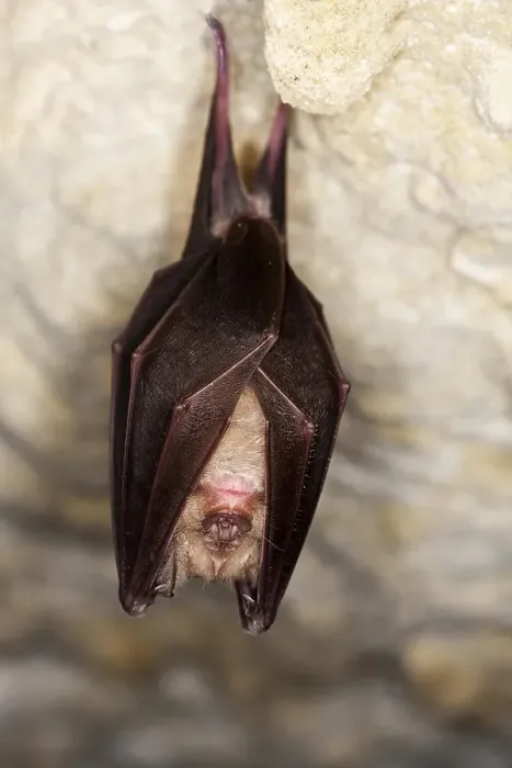 Framed Print : GREATER HORSESHOE BAT (rhinolophus ferrumequinum)