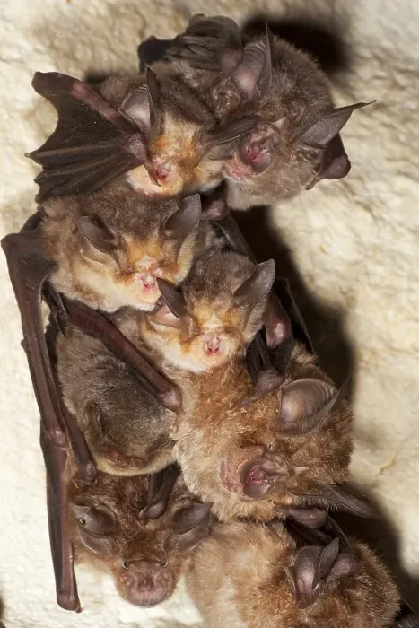 Framed Print : Greater Horseshoe Bat (Rhinolophus ferrumequinum) Framed Print : Greater Horseshoe Bat (Rhinolophus ferrumequinum)