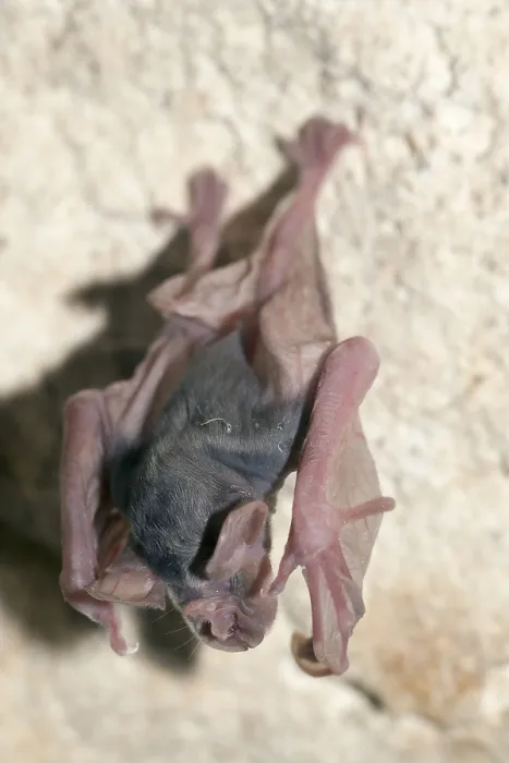 Framed Print : Greater Horseshoe Bat (Rhinolophus ferrumequinum)