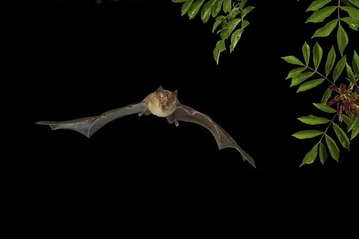 Framed Print : Greater Horseshoe Bat (Rhinolophus ferrumequinum) in flight