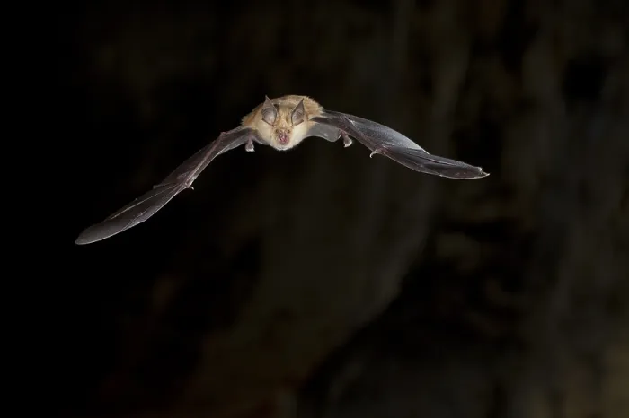 Framed Print : Greater horseshoe bat (Rhinolophus ferrumequinum) in flight