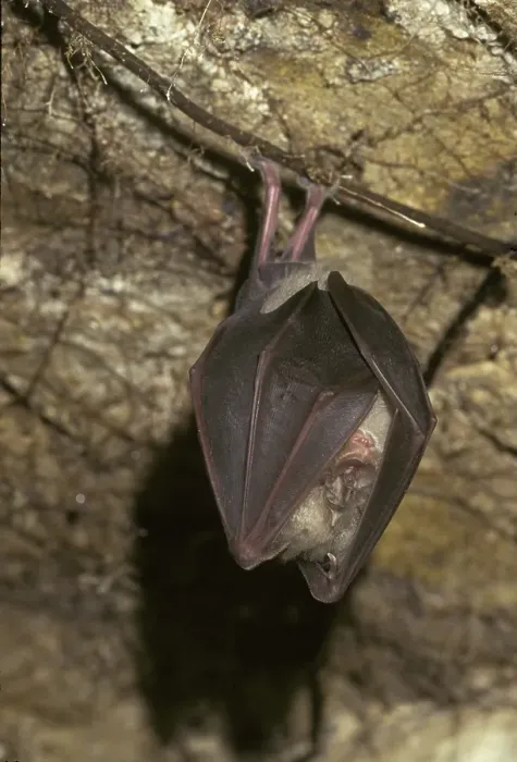 Framed Print : Greater Horseshoe Bat (Rhinolophus ferrumequinum) hibernating in cave