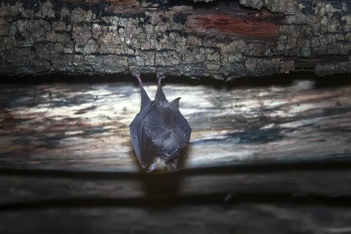 Framed Print : Greater horseshoe bat (Rhinolophus ferrumequinum) under the roof of an abandoned house