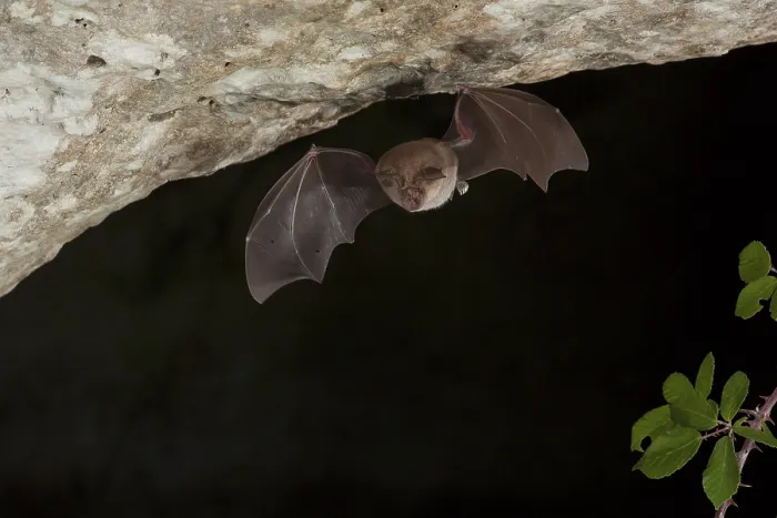 Framed Print : Greater horseshoe bats (Rhinolophus ferrumequinum) in flight at the cave entrance