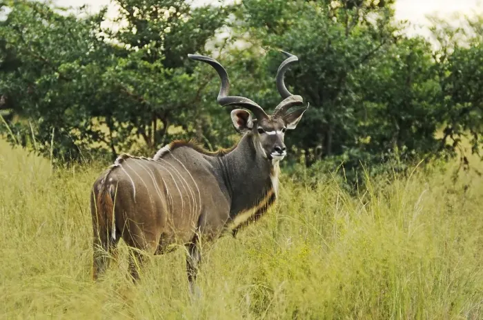 Framed Print : Greater Kudu (Tragelaphus strepsiceros)