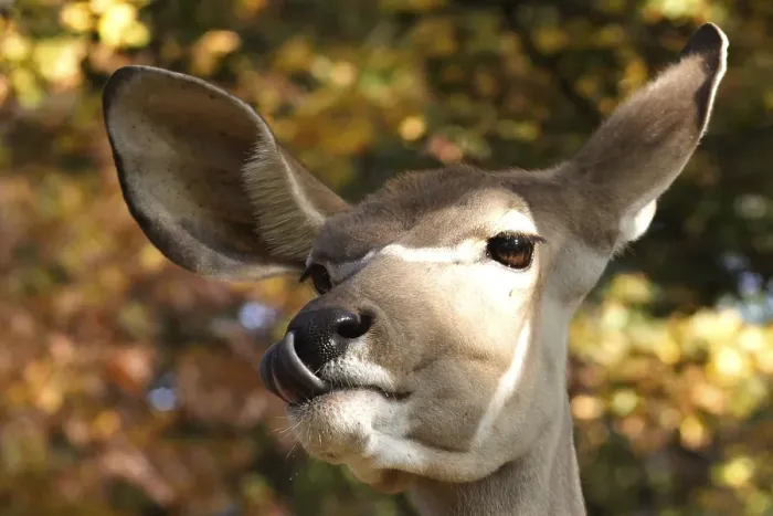 Framed Print : Greater Kudu (Tragelaphus strepsiceros)