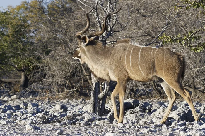 Framed Print : Greater kudu (Tragelaphus strepsiceros)
